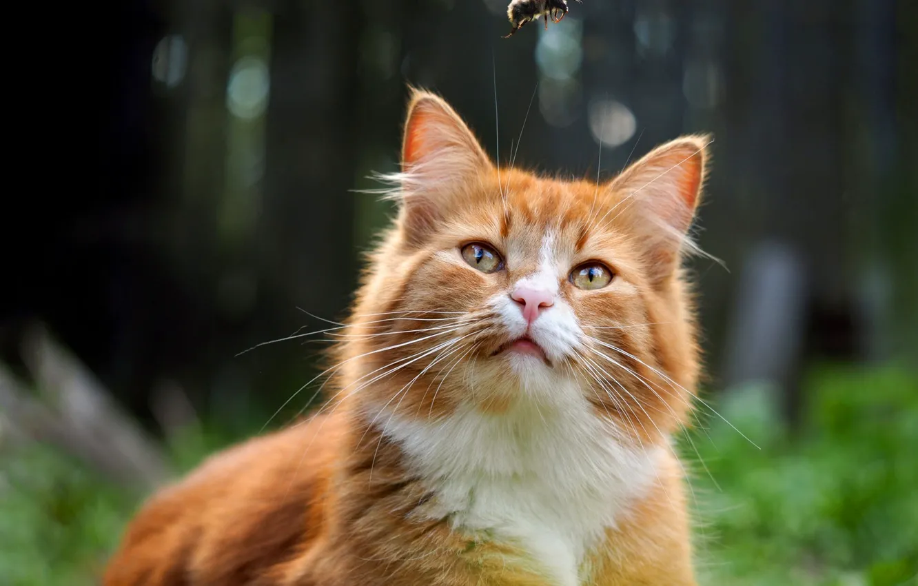 Photo wallpaper cat, look, nature, kitty, cat, red, kitty, bumblebee