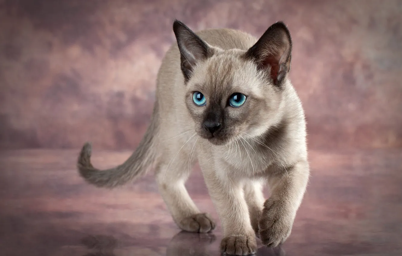 Photo wallpaper cat, look, pose, kitty, grey, blue eyes, face, photoshoot