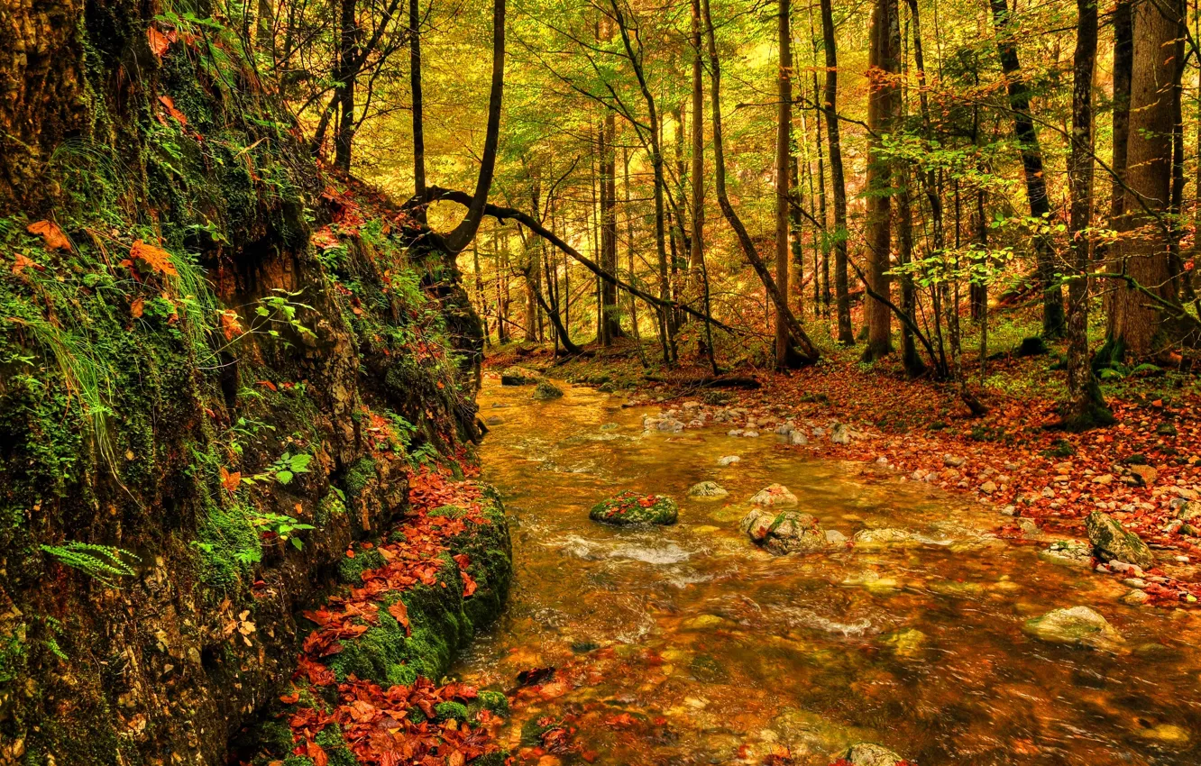 Photo wallpaper greens, forest, trees, river, stones, foliage