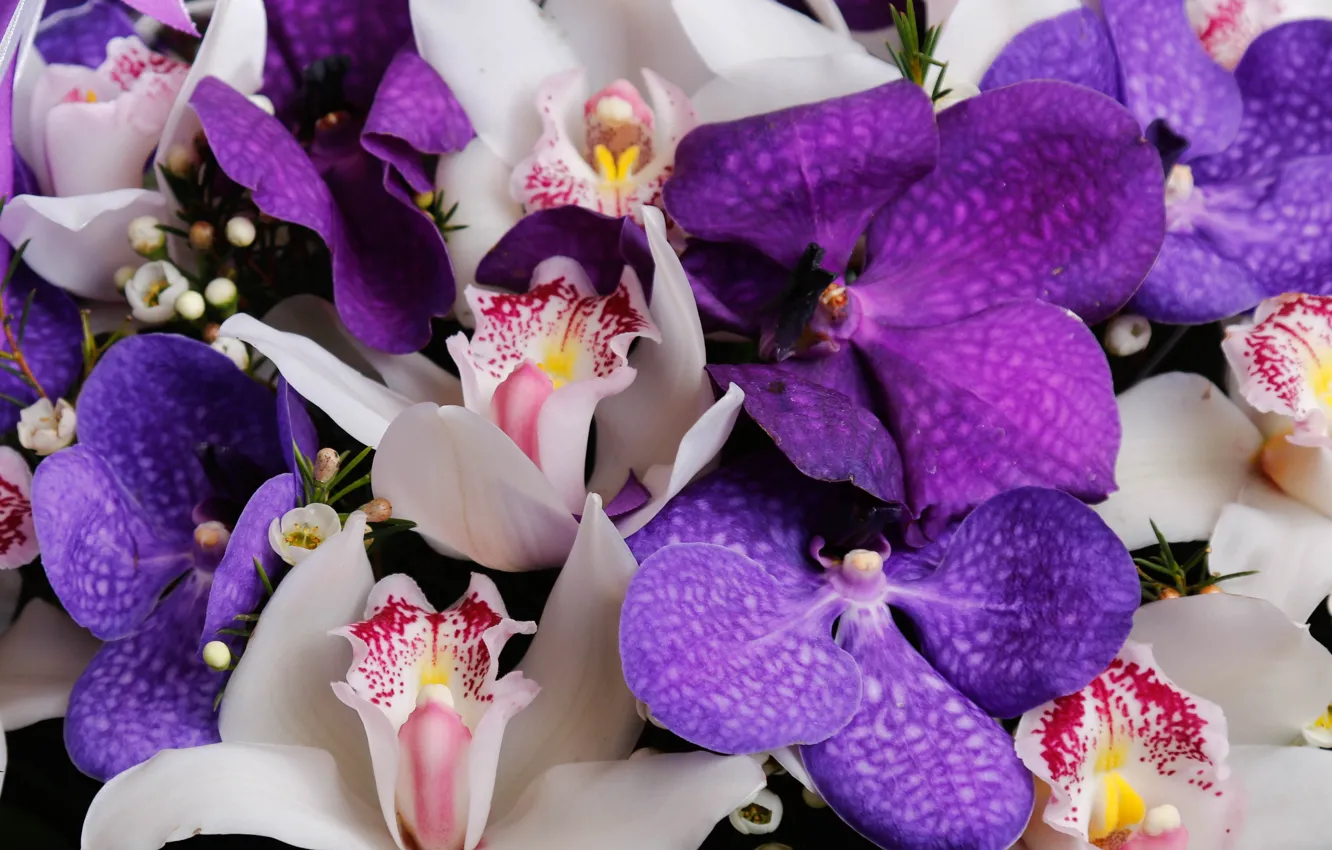 Photo wallpaper macro, petals, orchids