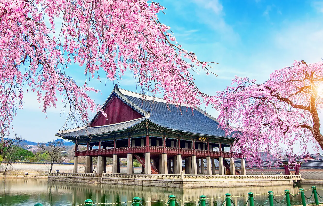 Photo wallpaper lake, spring, Sakura, flowering, South Korea, Korea, pink, Palace