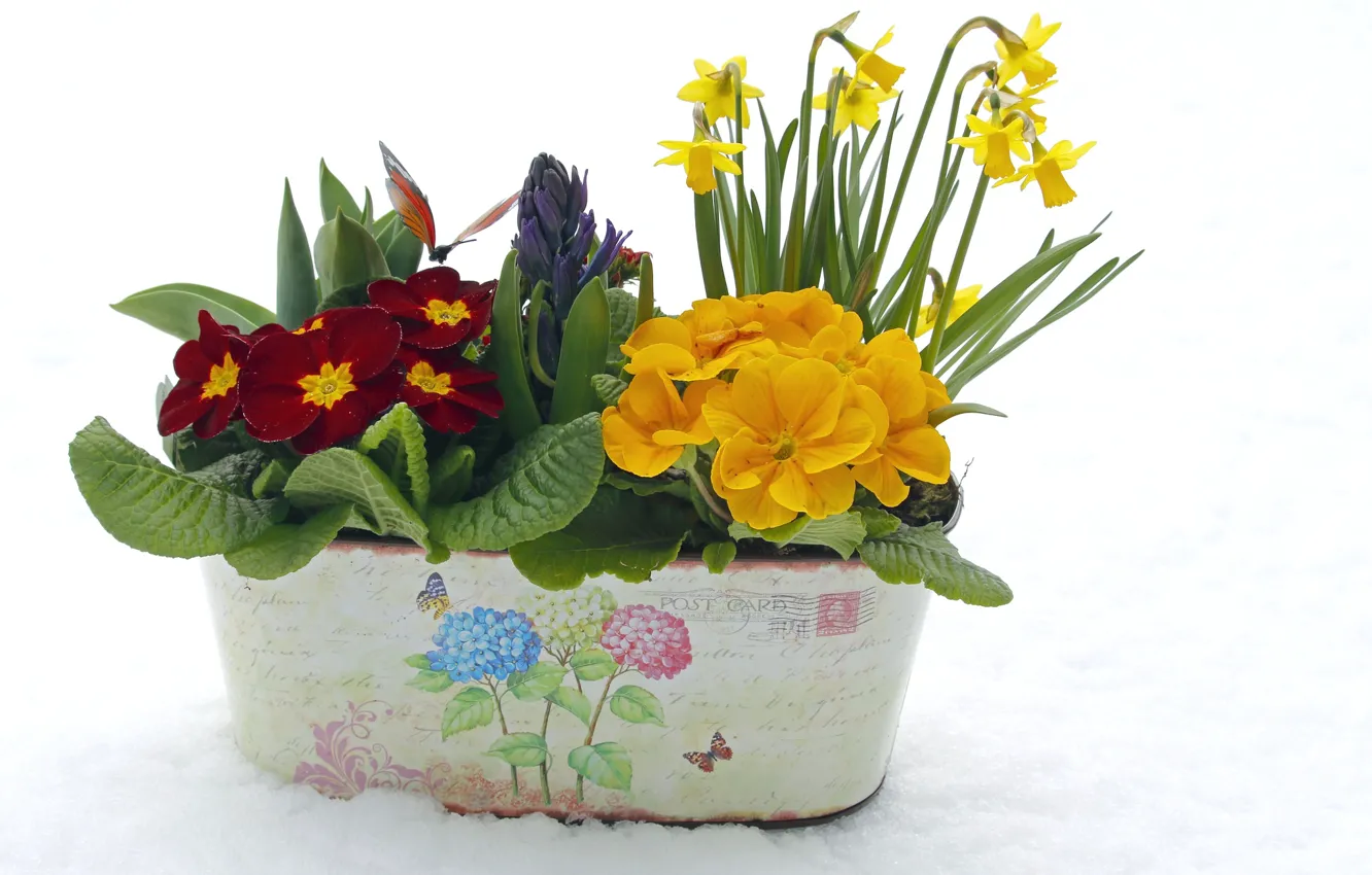 Photo wallpaper primrose, daffodils, Primula