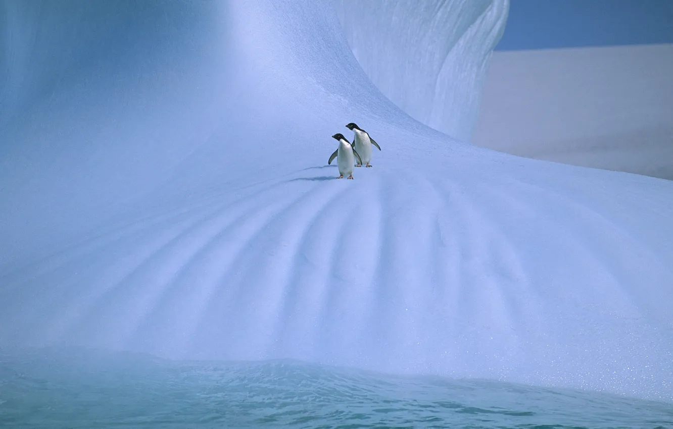 Photo wallpaper ice, penguins