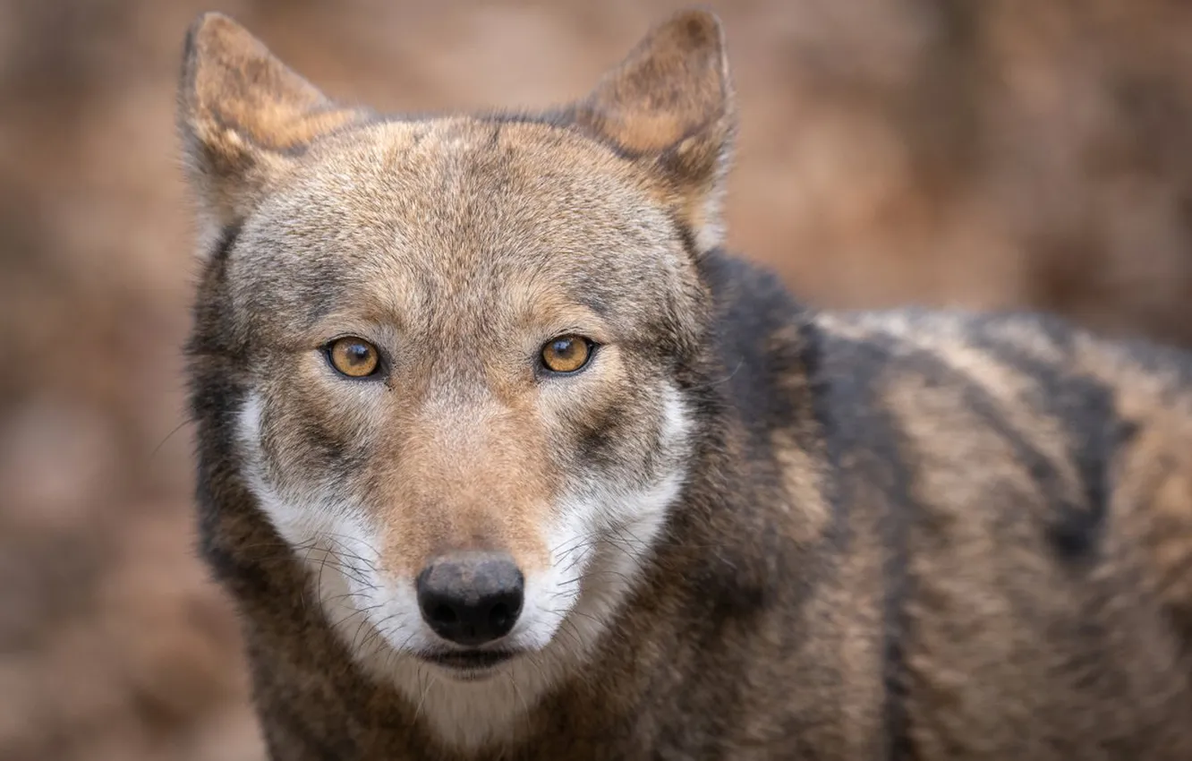 Photo wallpaper nature, Gray Wolf, face, animal, wolf, canis lupus, wildlife, head