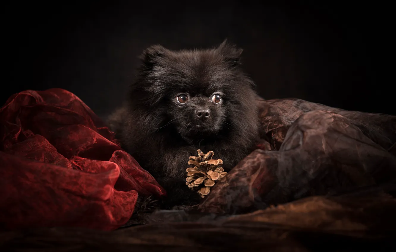 Photo wallpaper portrait, dog, bump, black background, organza, Spitz