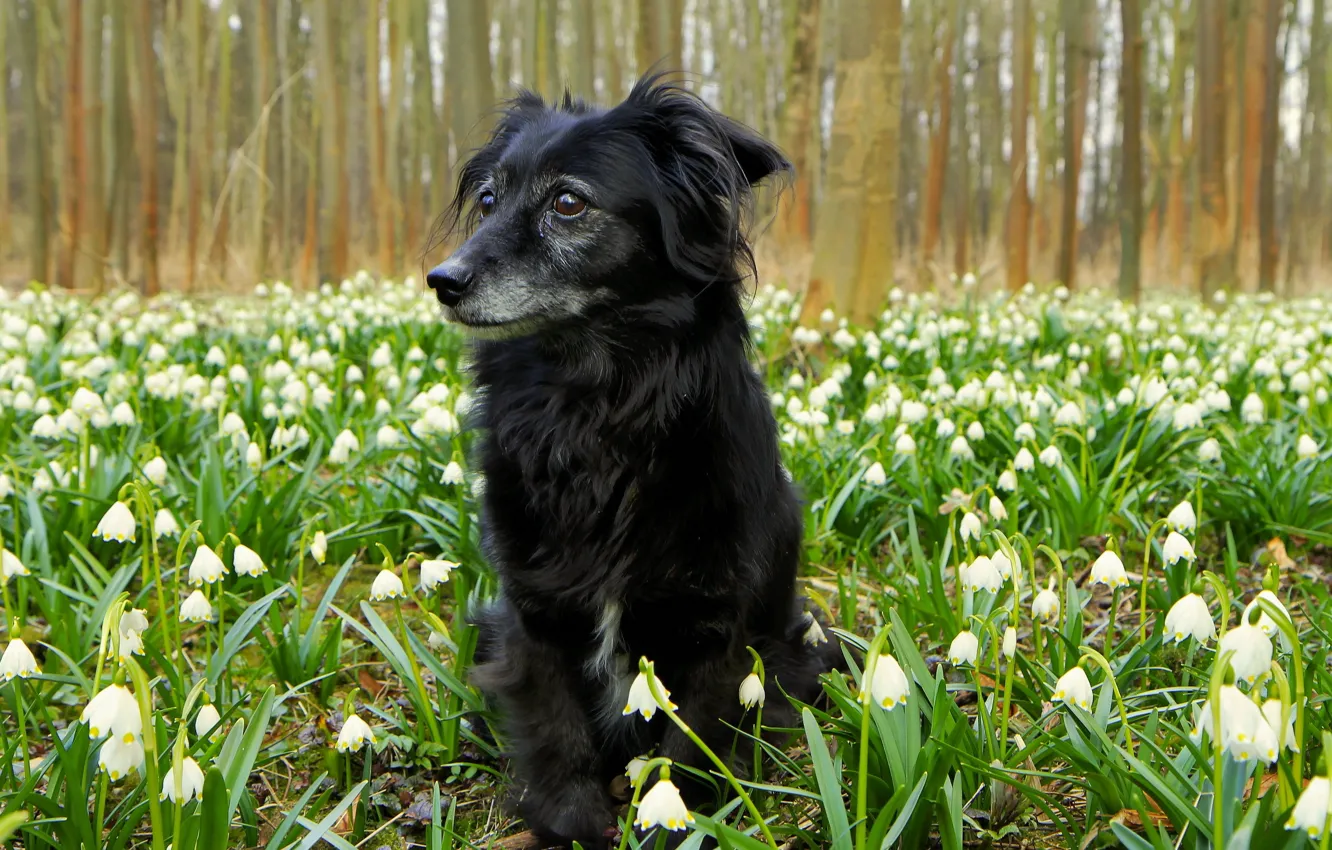 Photo wallpaper flowers, nature, dog
