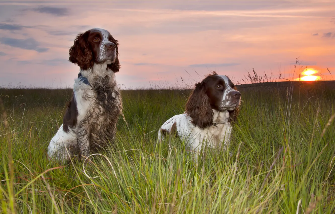 Photo wallpaper sunset, each, dog