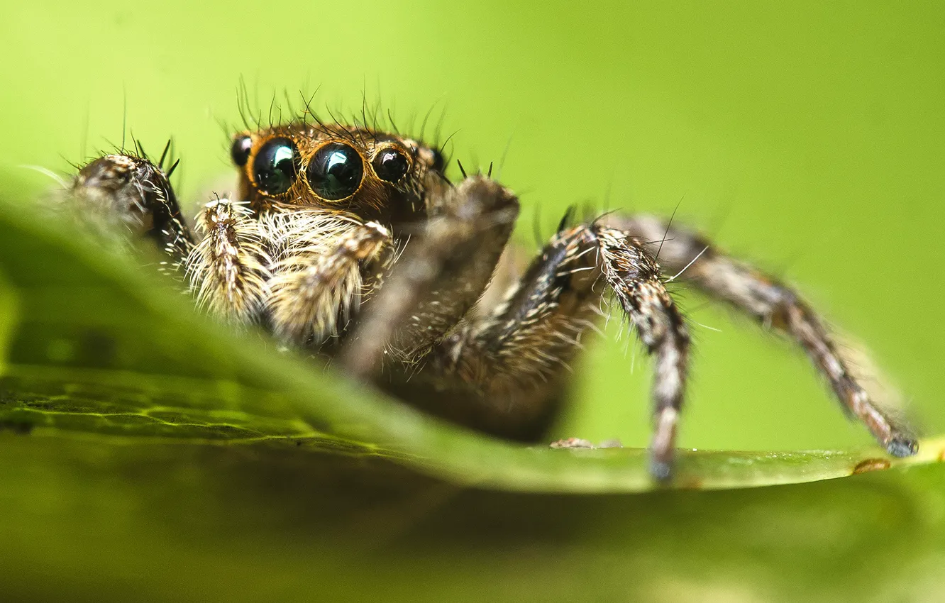 Photo wallpaper spider, eyes, leaves