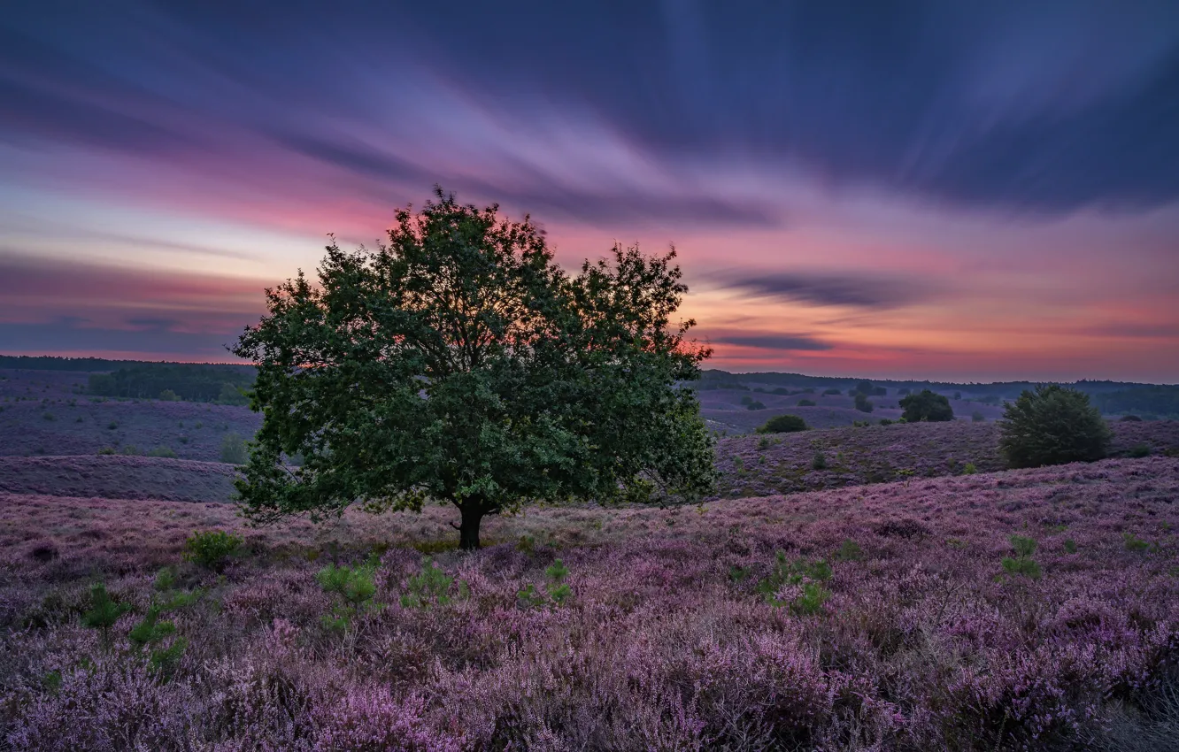 Photo wallpaper sunrise, purple, Color explosion