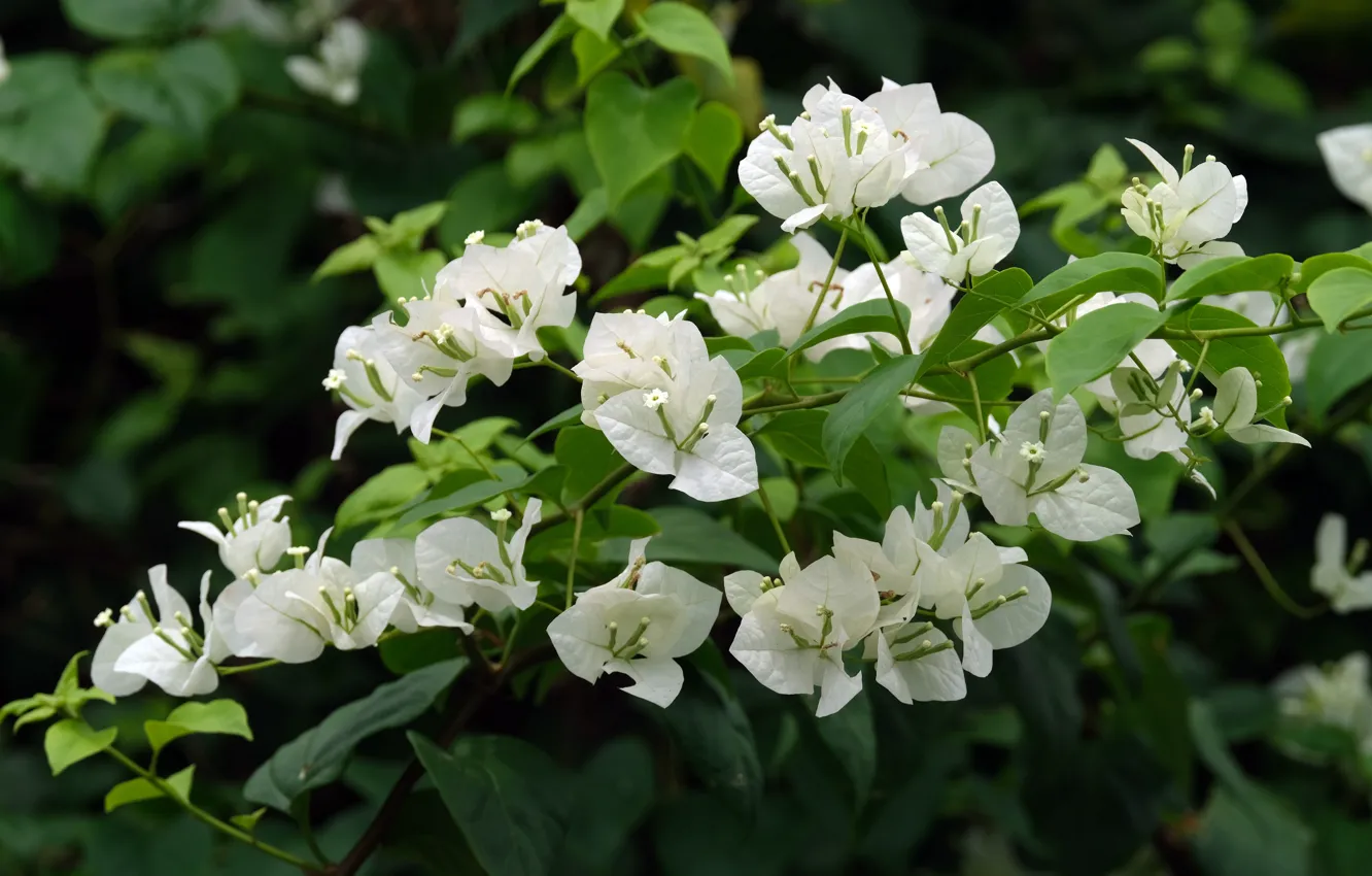 Photo wallpaper leaves, flowers, branches, white, the bushes, bougainvillea