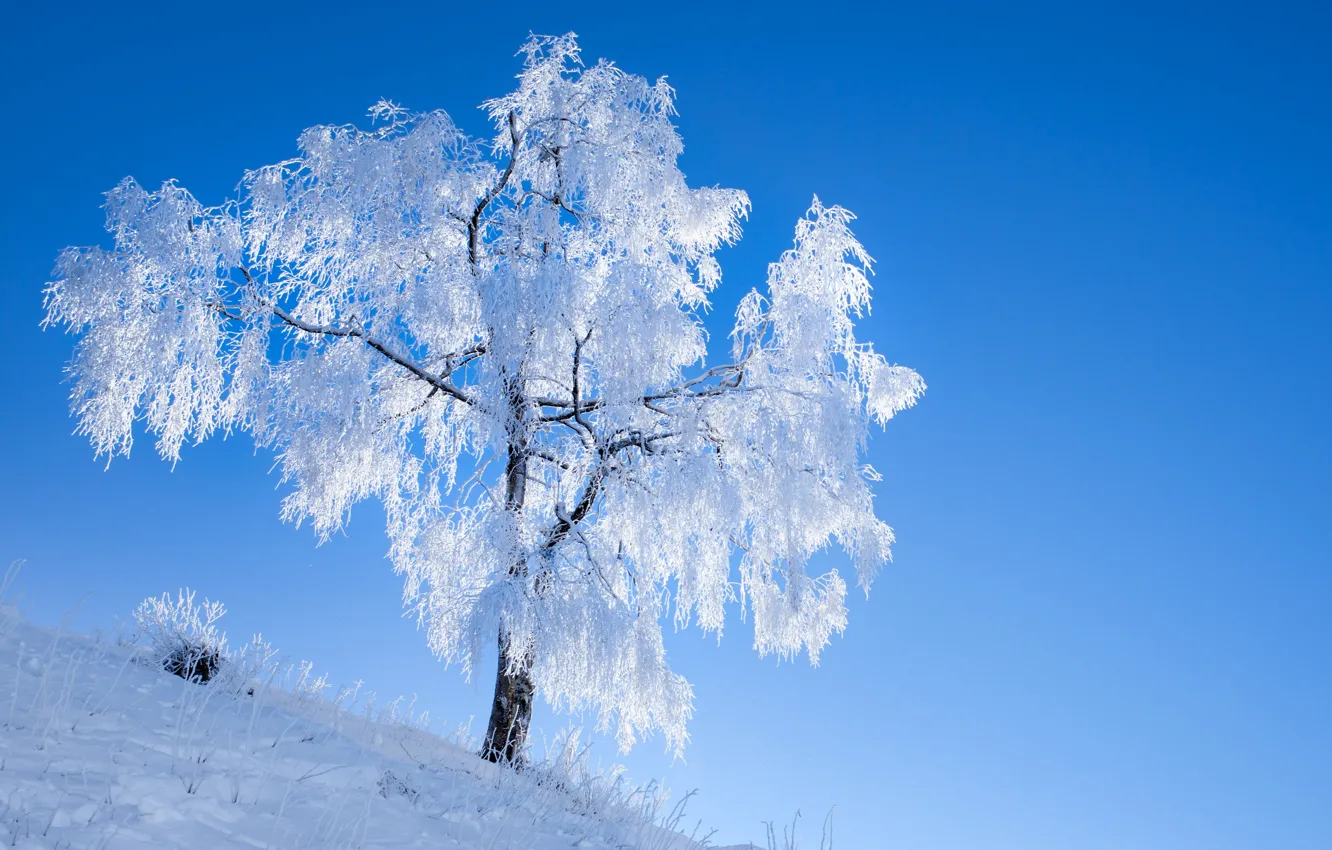 Photo wallpaper winter, frost, tree
