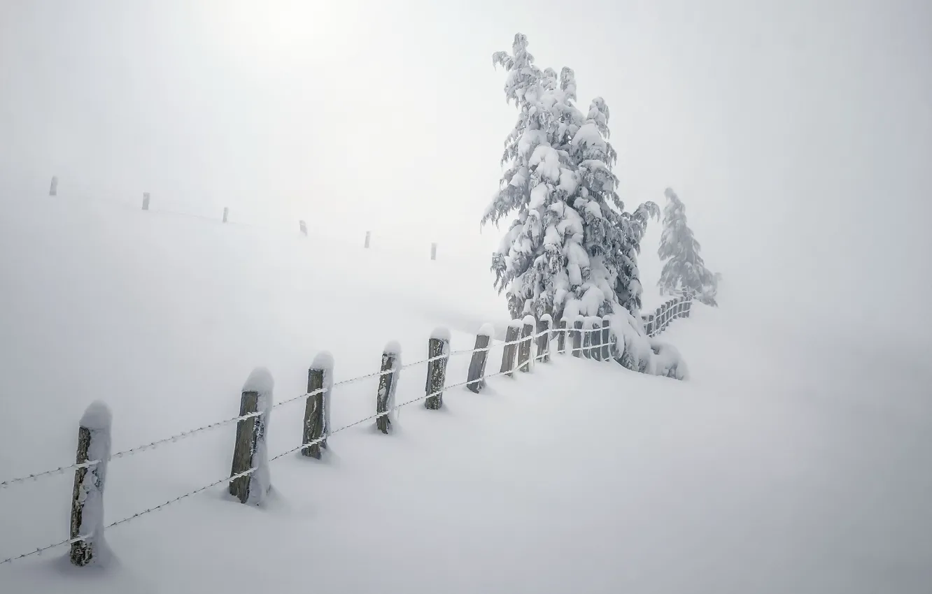 Photo wallpaper winter, snow, trees, fog, the fence