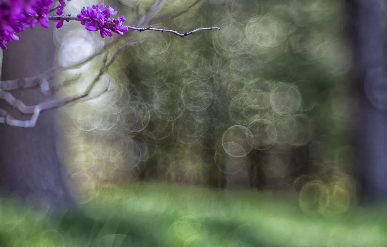 Photo wallpaper trees, flowers, bokeh