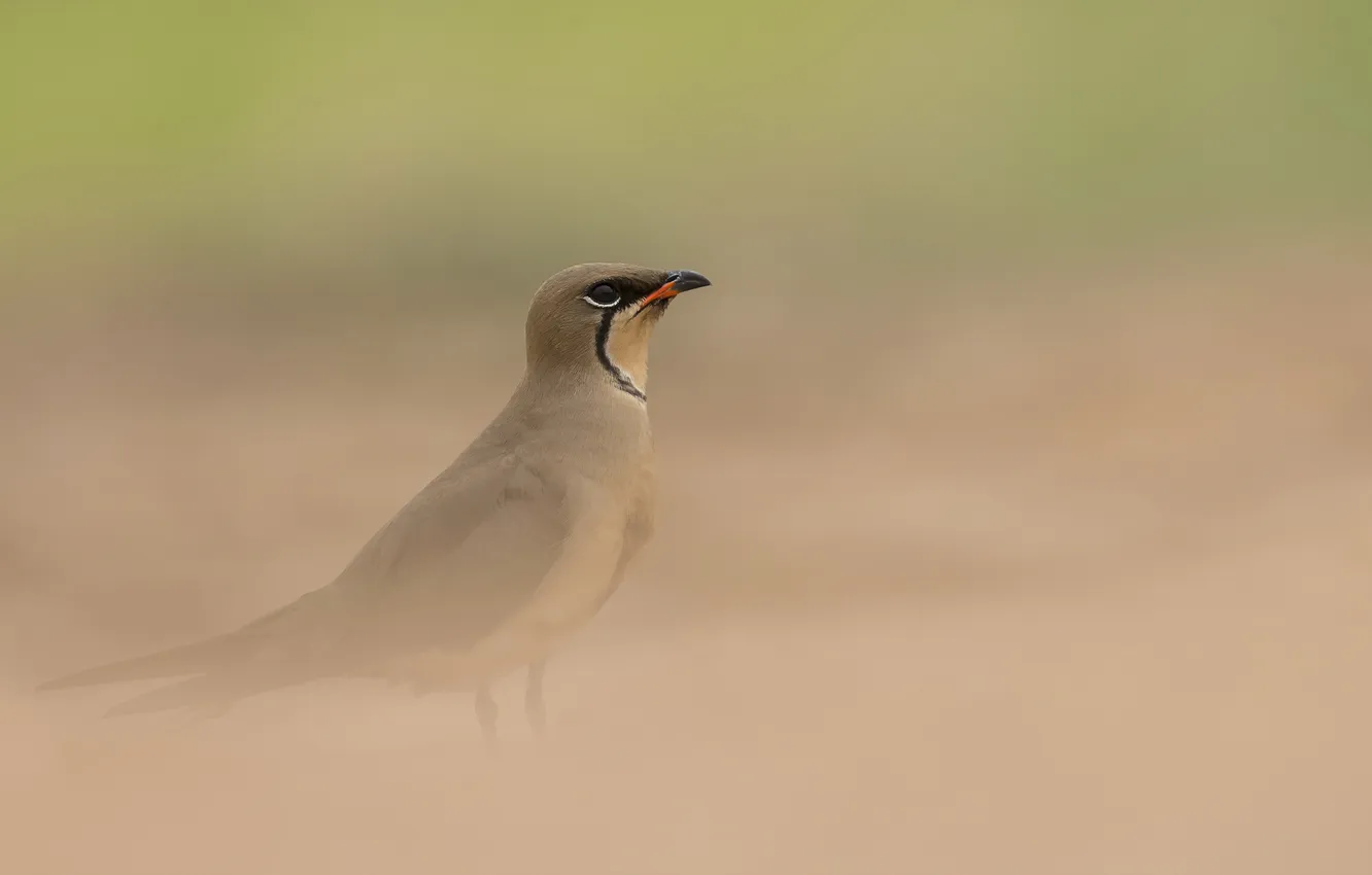 Photo wallpaper nature, bird, Glareola pratincola