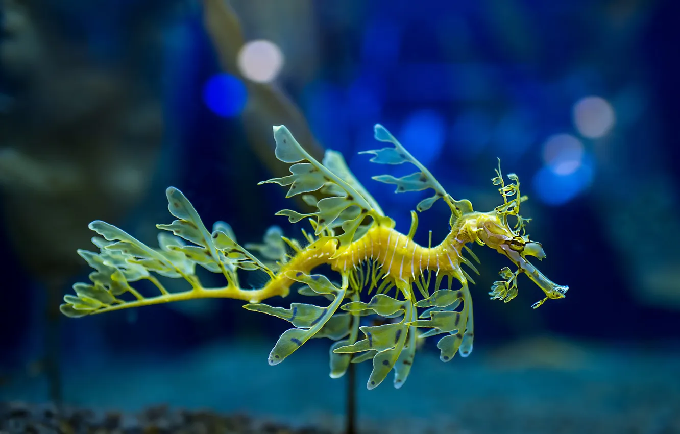 Photo wallpaper aquarium, Sea dragon, Leafy Sea Dragon