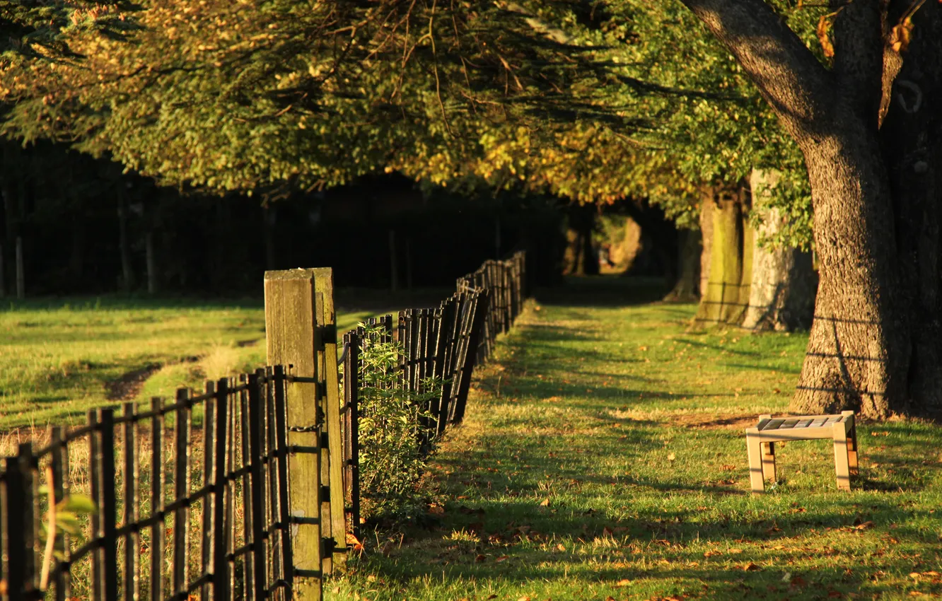 Photo wallpaper grass, trees, bench, Park, shadow, the evening, path, fence