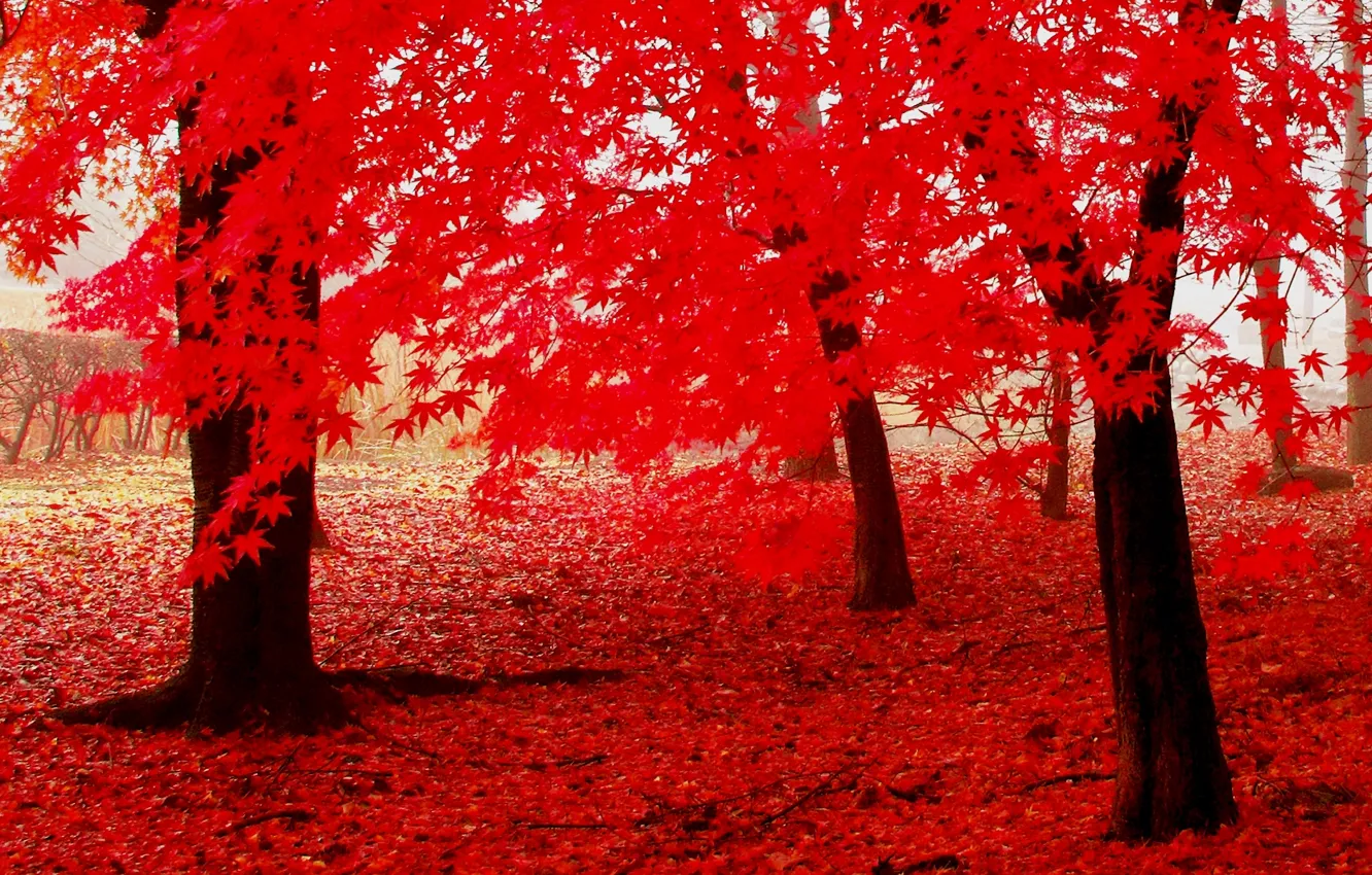 Photo wallpaper autumn, leaves, trees, the crimson