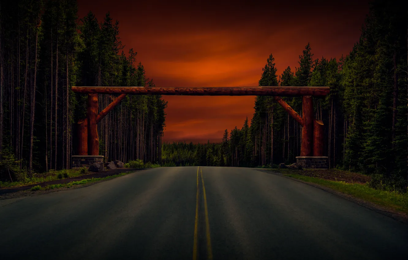 Photo wallpaper road, forest, trees, arch, logs