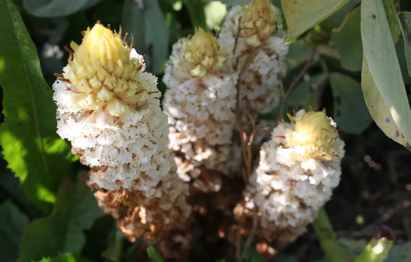 Photo wallpaper green, white, flower