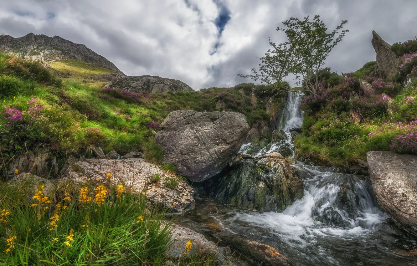 Photo wallpaper stones, stream, Wales, nature, Snowdonia, mountains, flowers