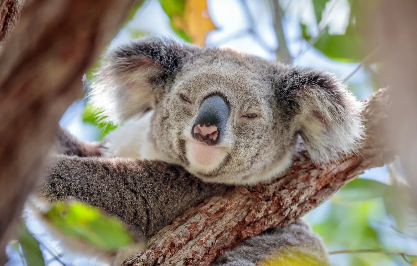 Photo wallpaper face, on the tree, Koala