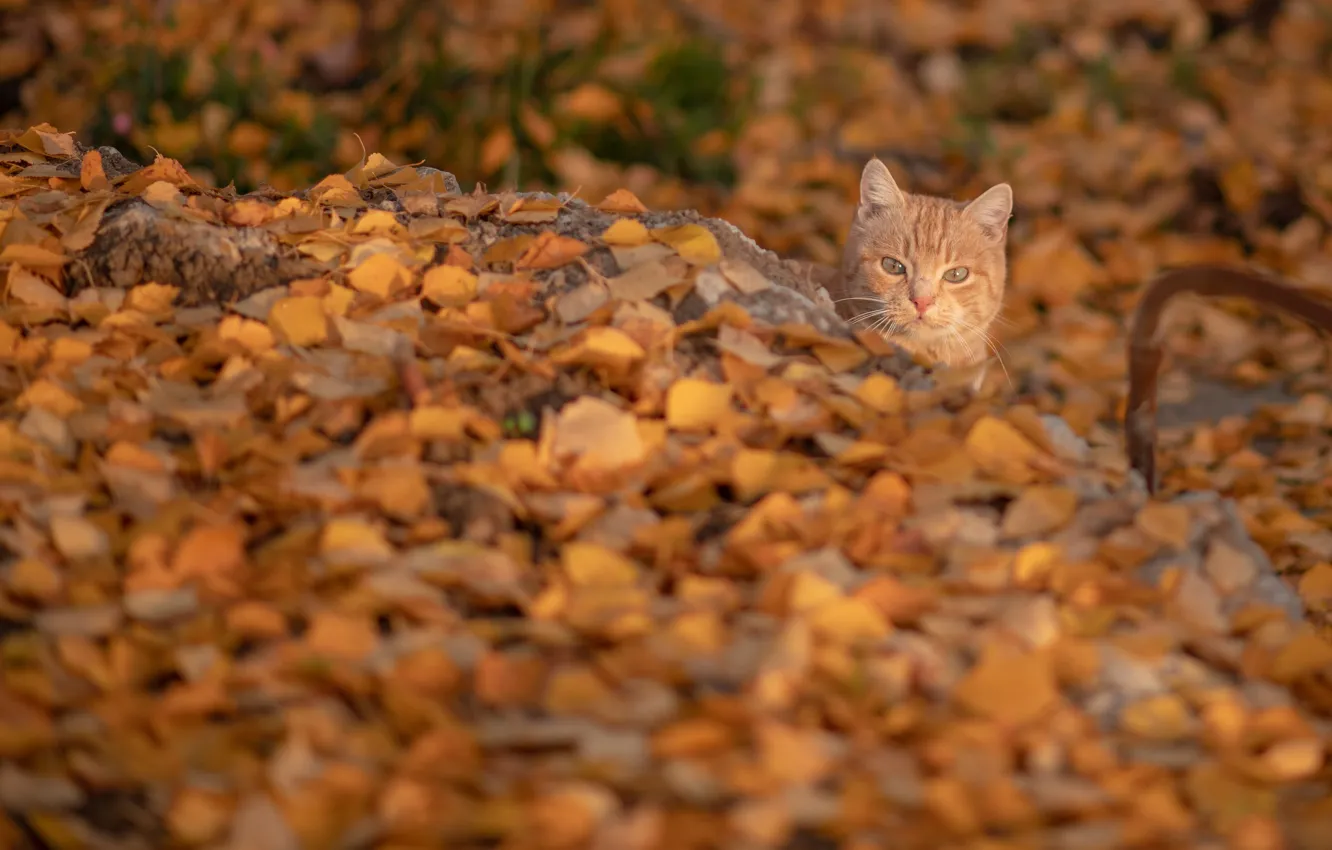 Photo wallpaper autumn, cat, cat, red, muzzle, fallen leaves, cat, yellow leaves