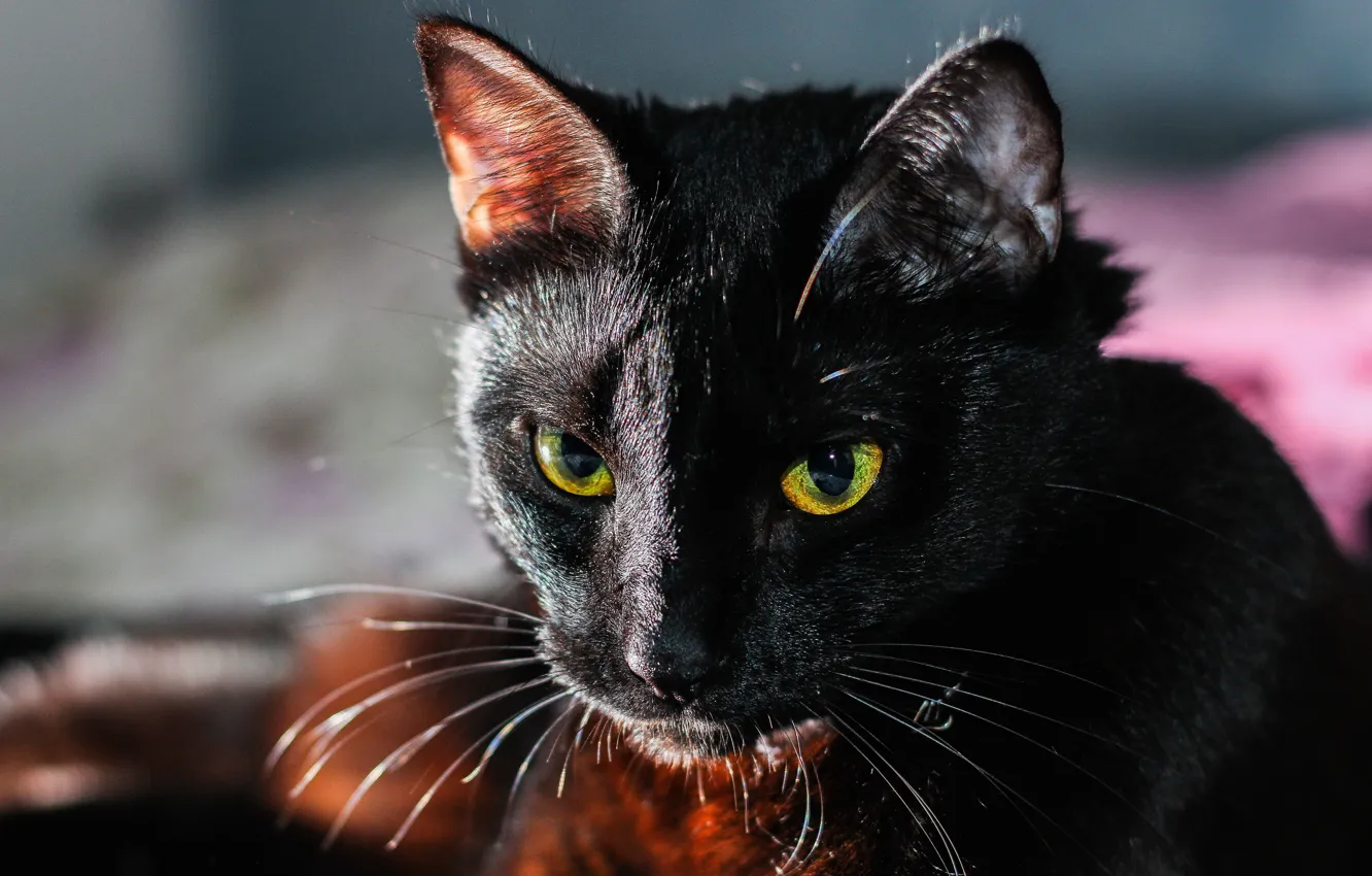 Photo wallpaper cat, eyes, cat, mustache, look, face, light, close-up