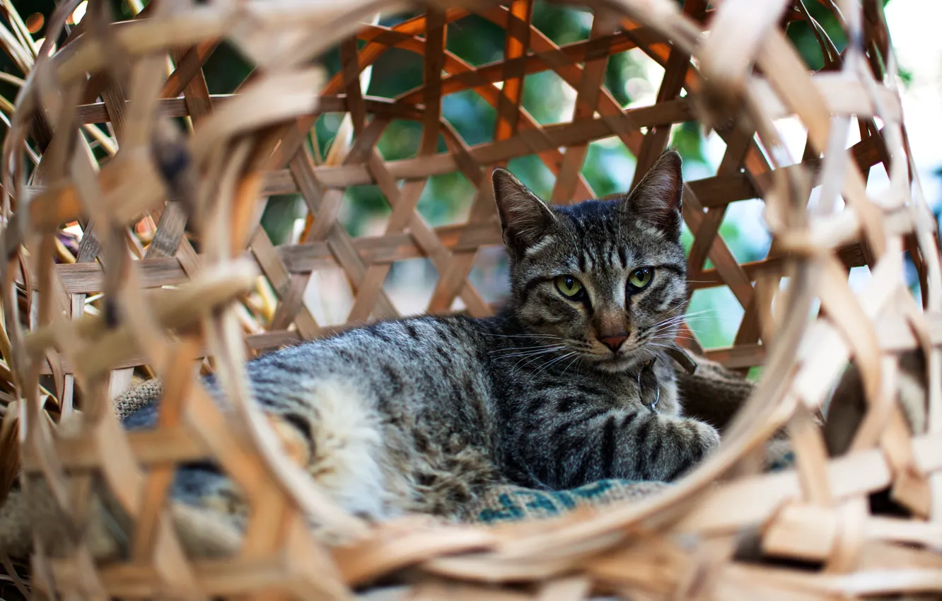 Photo wallpaper cat, eyes, cat, look, face, pose, comfort, grey