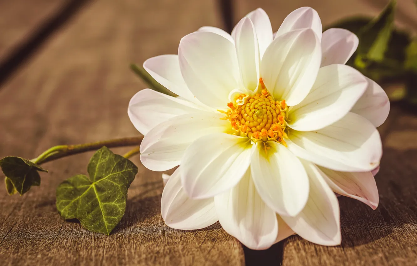 Photo wallpaper white, close-up, dahlias