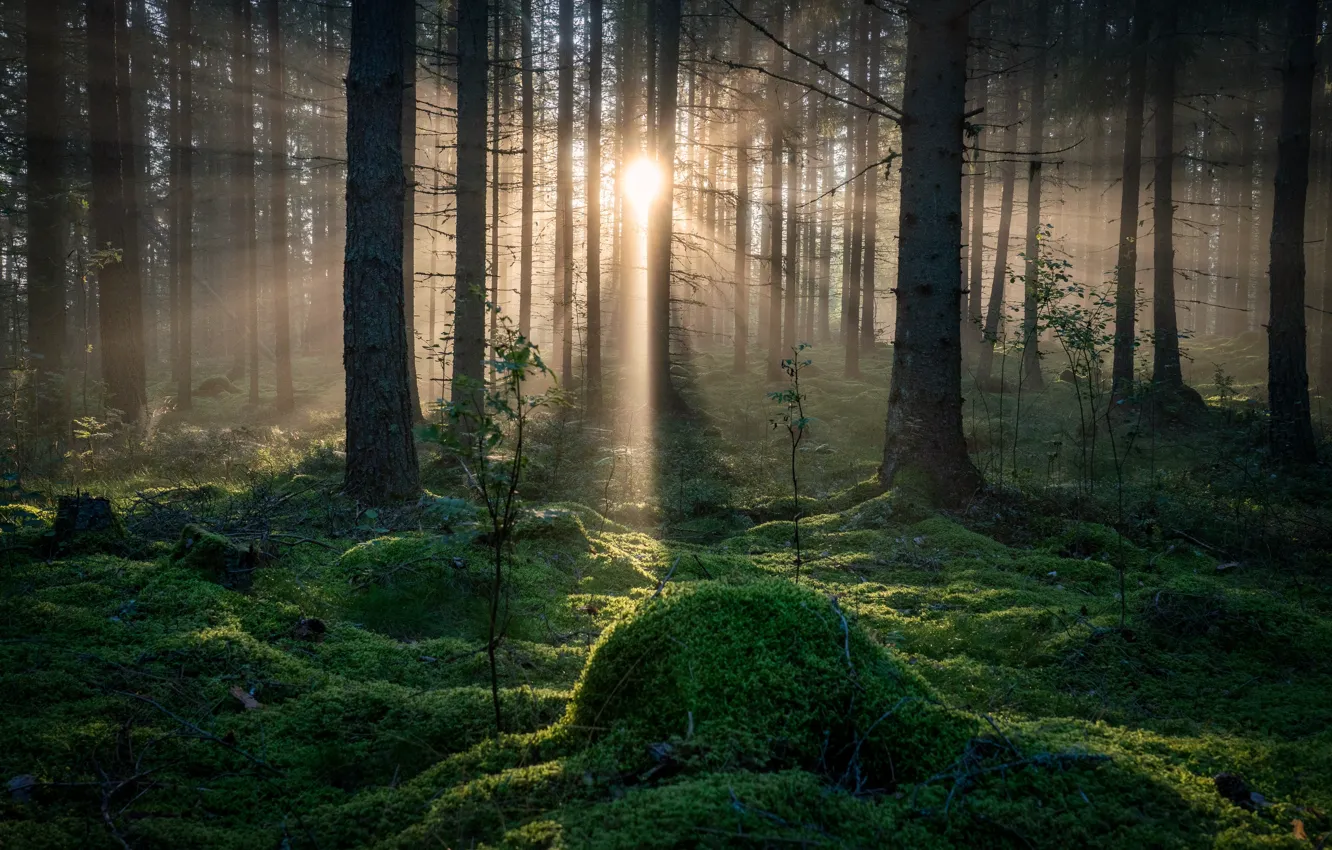 Photo wallpaper forest, trees, sunlight