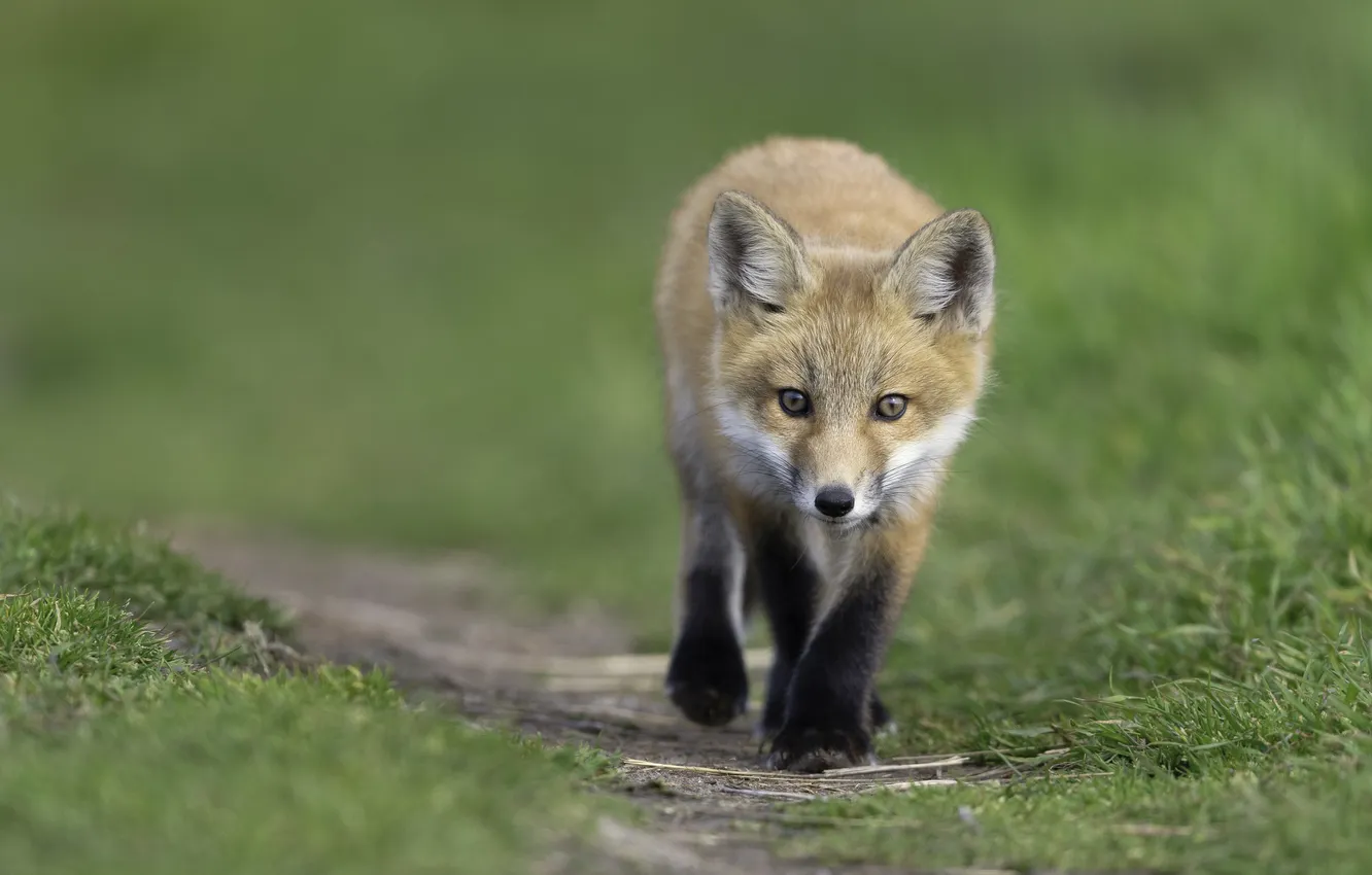 Photo wallpaper Fox, Fox, Fox