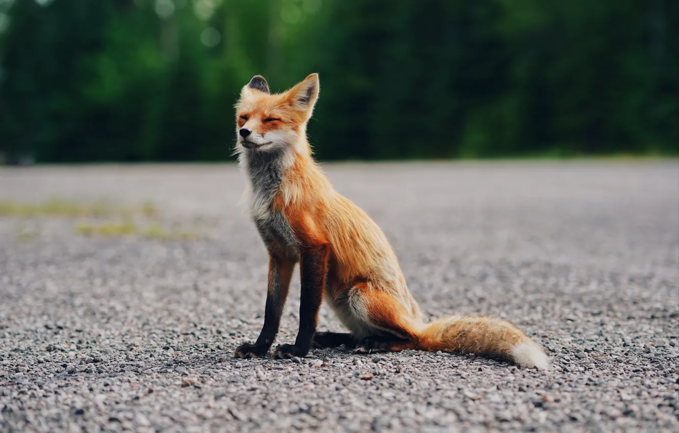 Photo wallpaper asphalt, Fox, sitting