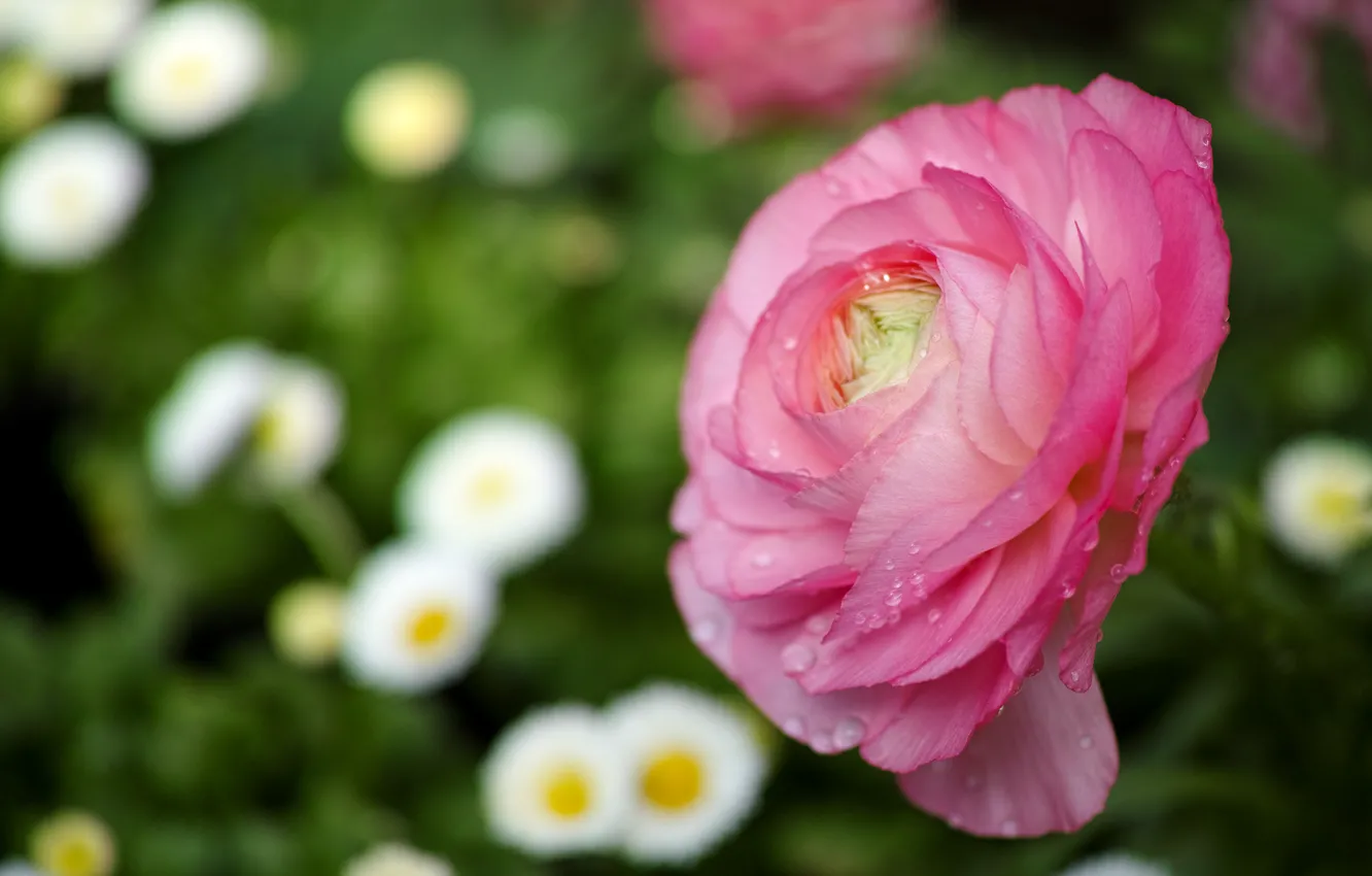 Photo wallpaper flower, macro, pink, focus, Buttercup
