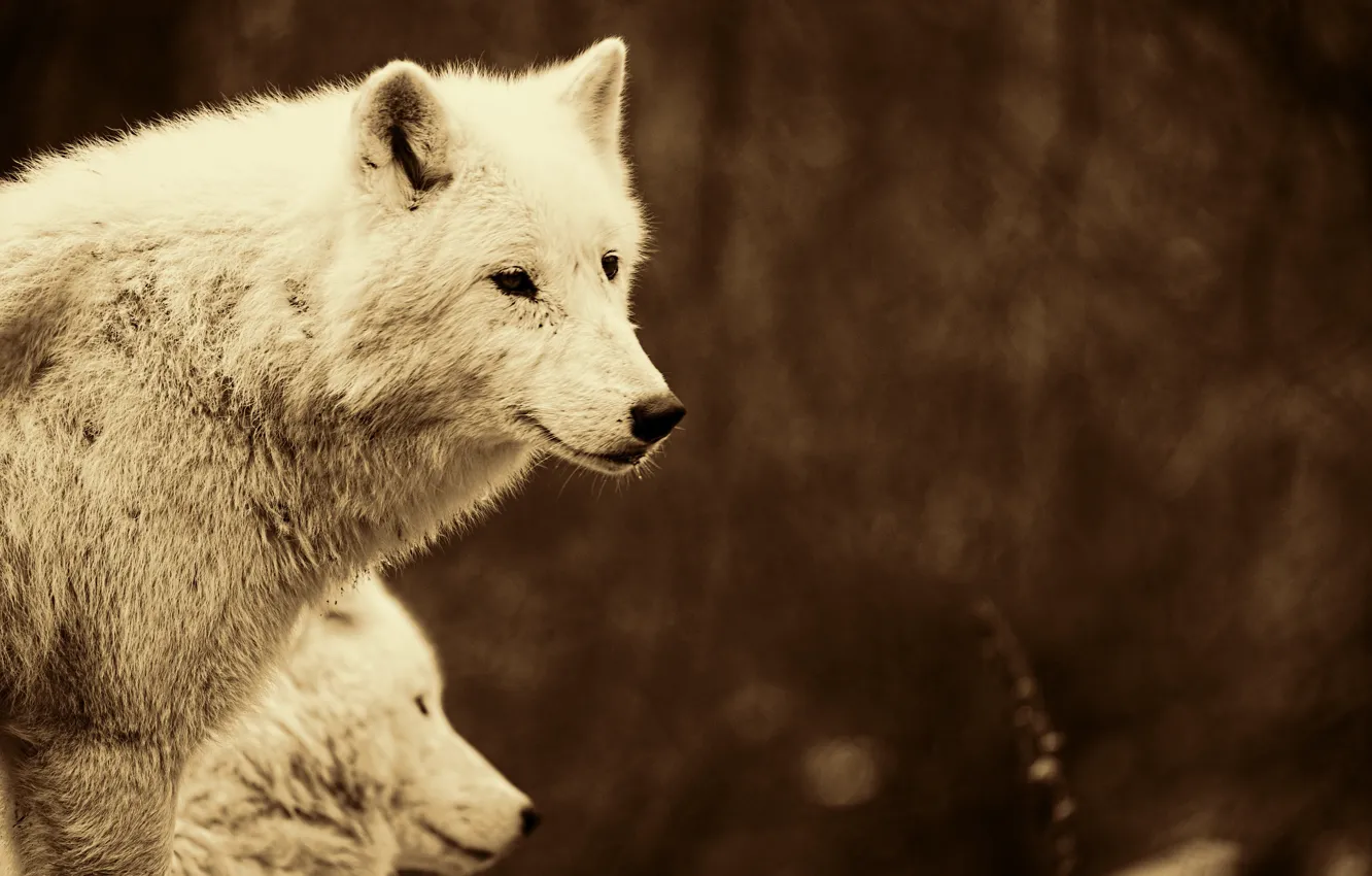 Photo wallpaper Predator, nature, animal, wolf, wildlife, portrait, polar wolf, portrait.
