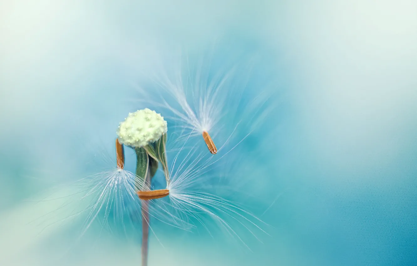 Photo wallpaper dandelion, feathers, seeds, stem, blue background