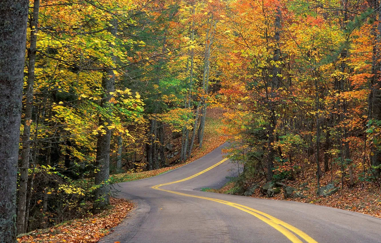 Photo wallpaper road, forest, leaves, trees, track, Autumn, turn, slide