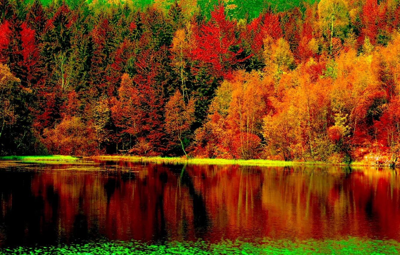Photo wallpaper autumn, forest, nature, river