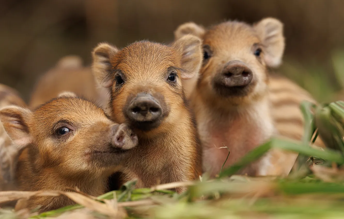Photo wallpaper trio, pig, pig, wild pigs