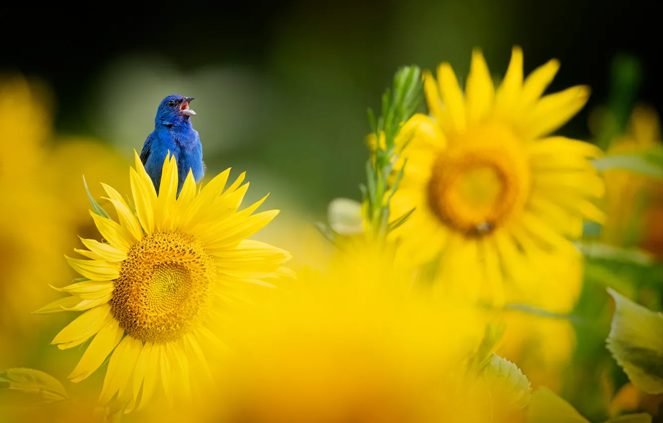 Photo wallpaper summer, sunflowers, flowers, blue, yellow, bird, bokeh, Indigo sancopy cardinal