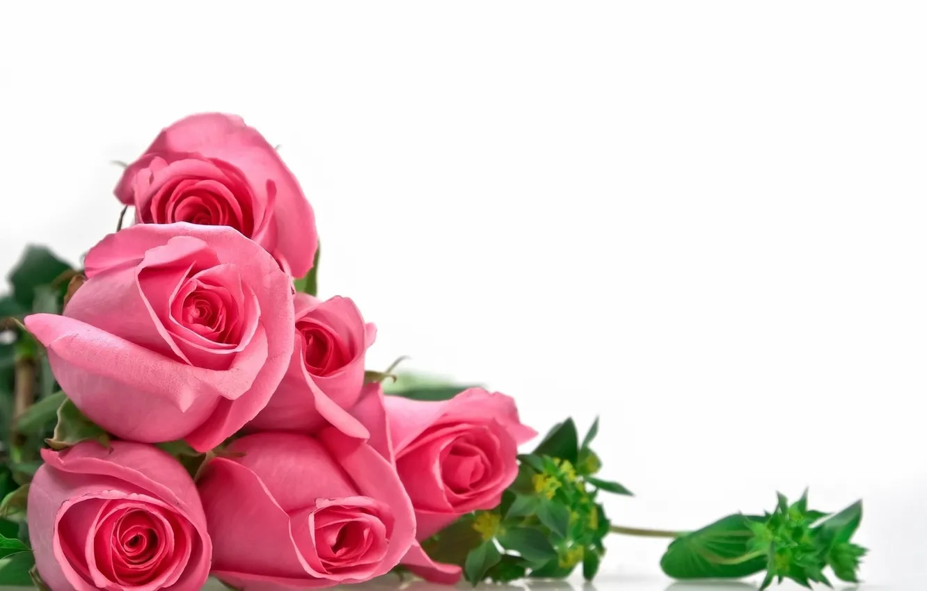 Photo wallpaper flowers, plant, roses