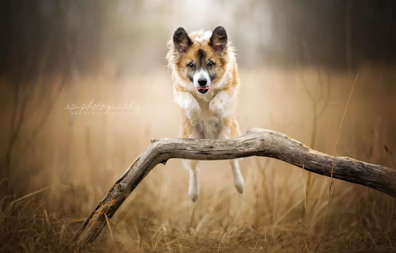 Photo wallpaper nature, dog, running