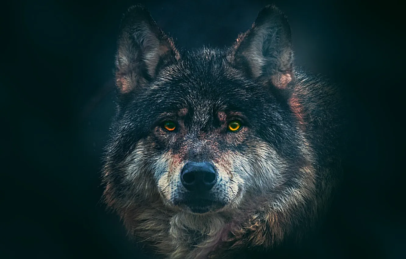 Photo wallpaper look, fantasy, wolf