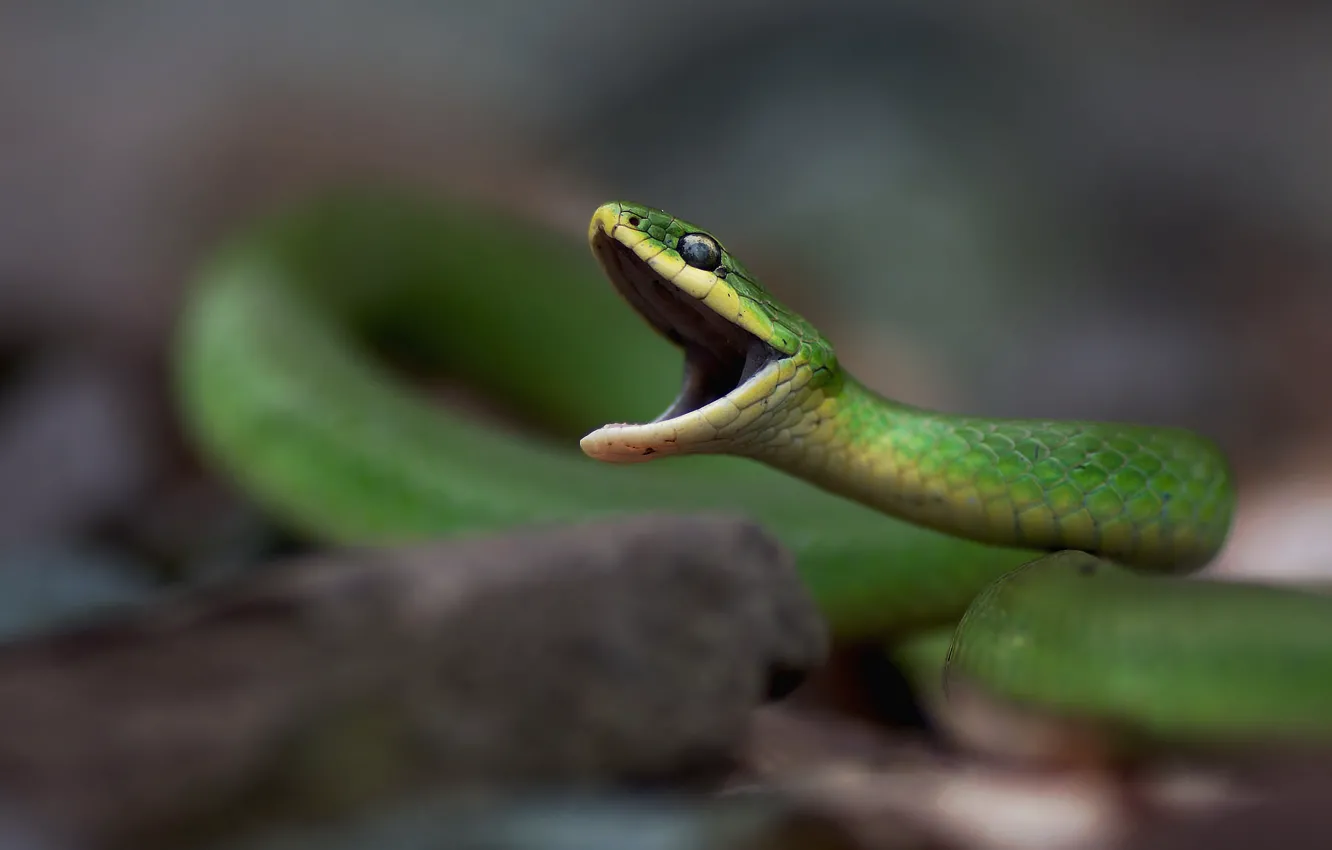 Photo wallpaper snake, mouth, snake, opened