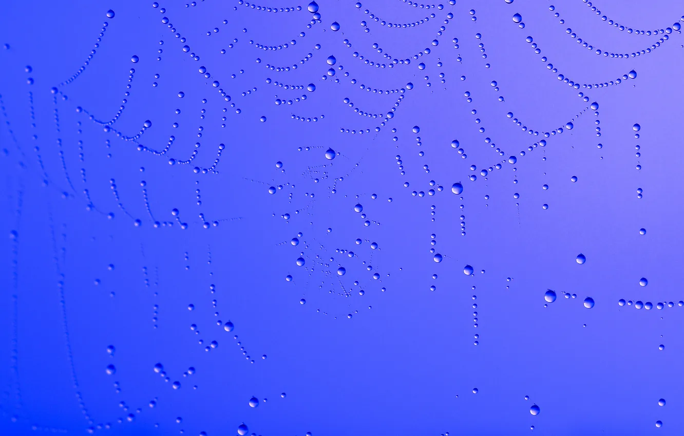 Photo wallpaper drops, Rosa, web