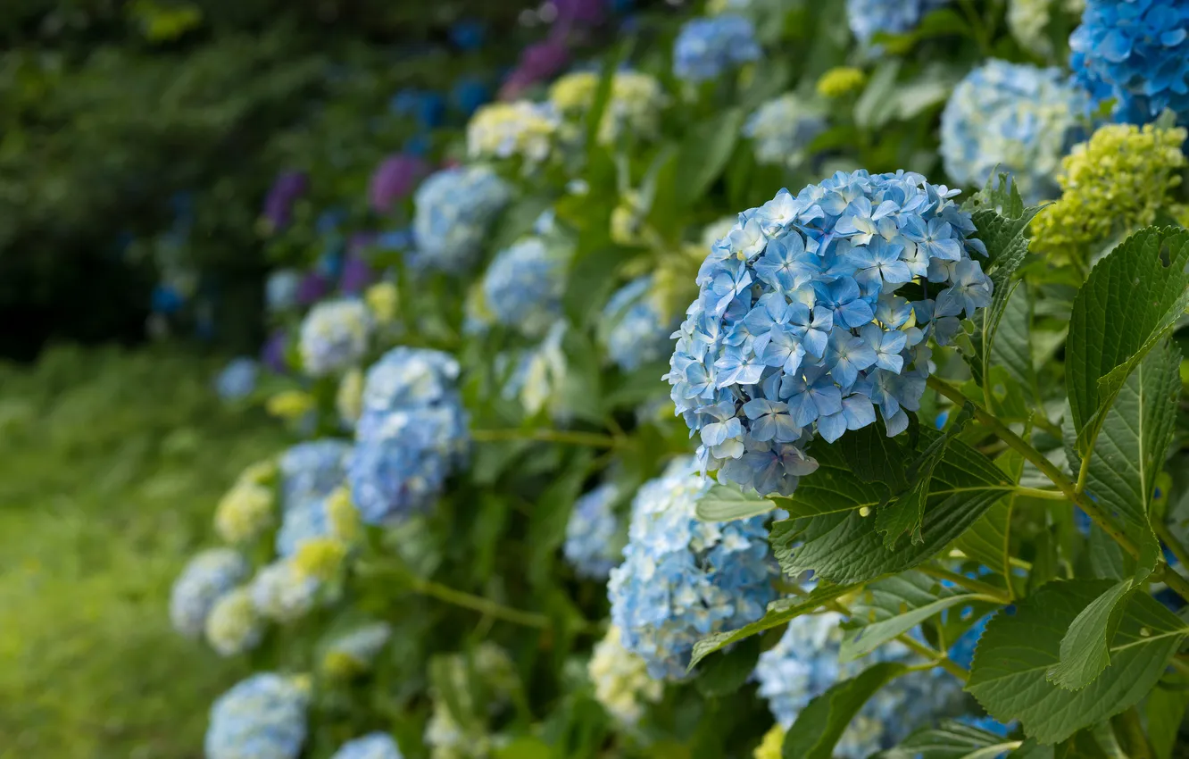 Photo wallpaper flowers, nature, blue hydrangea, flowering shrubs