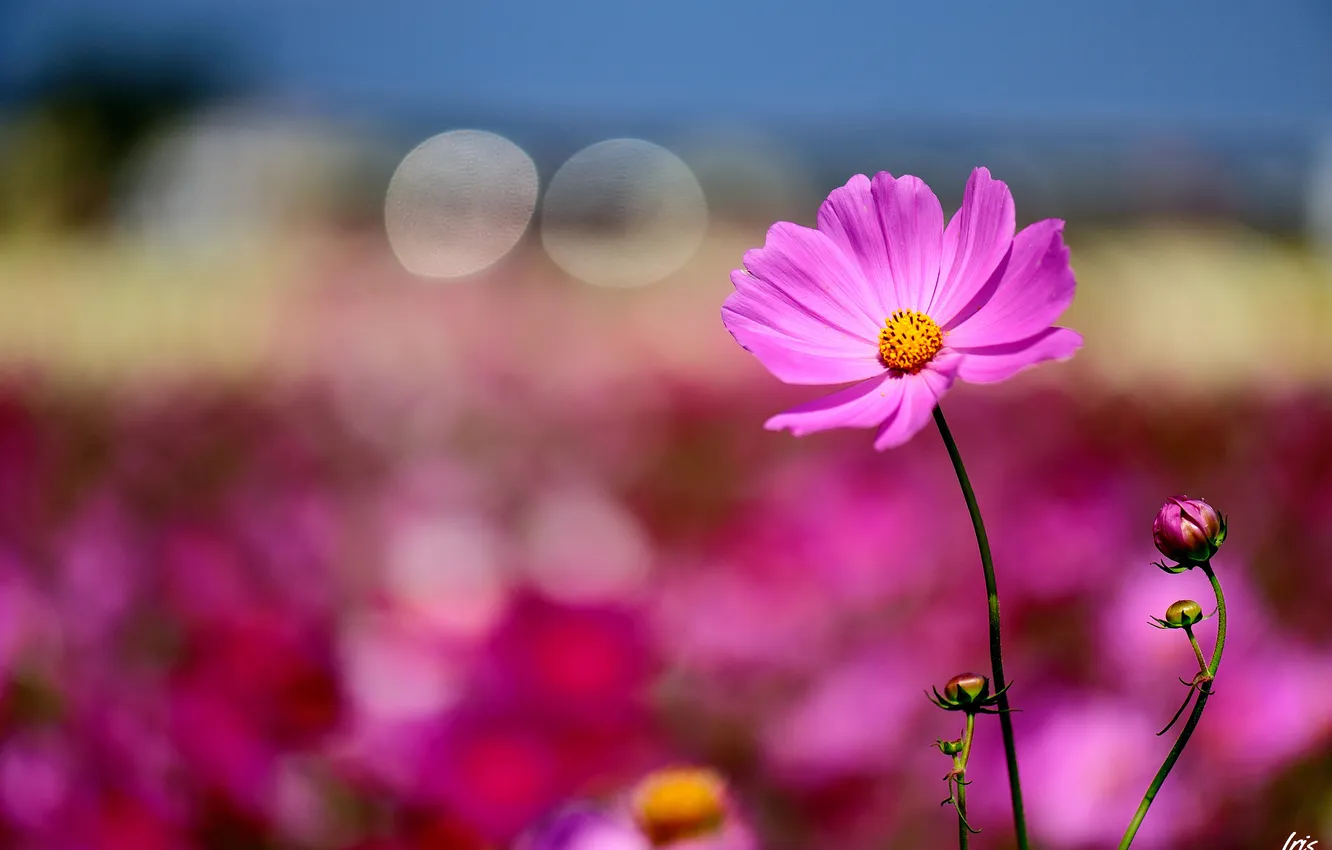 Photo wallpaper field, summer, flowers, nature, pink, kosmeya