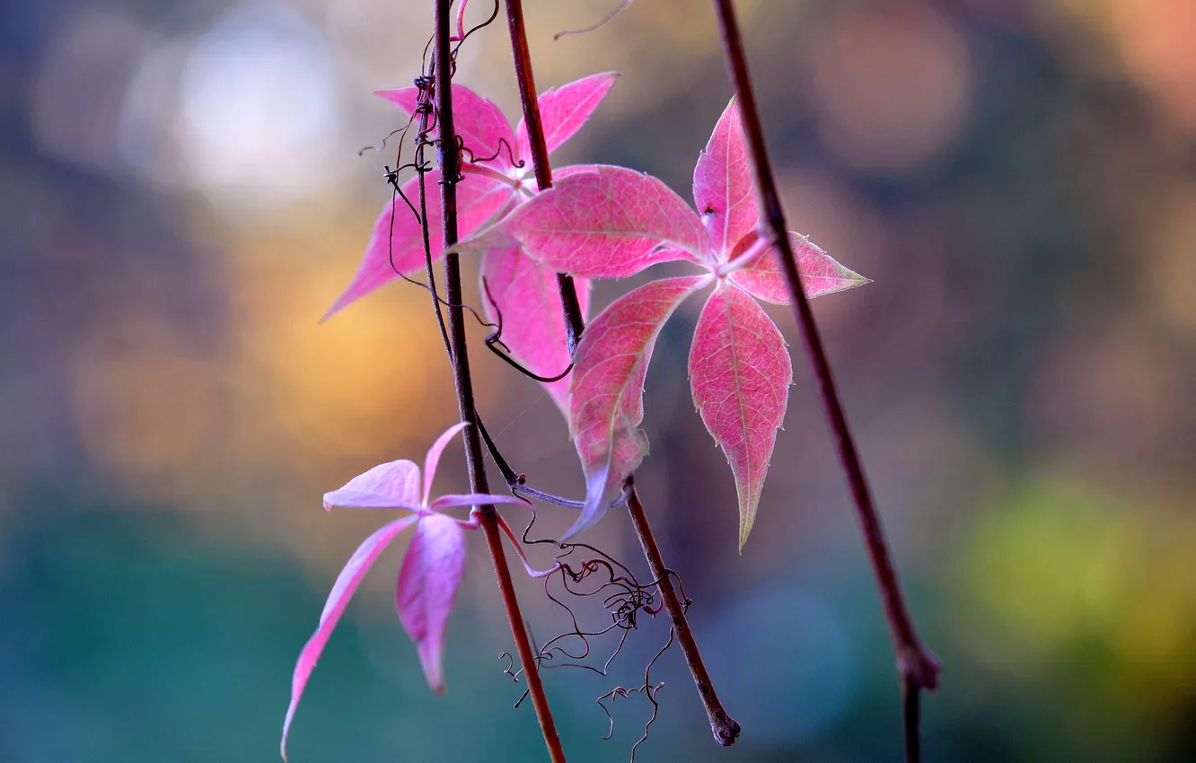 Photo wallpaper autumn, leaves, branches, nature, color