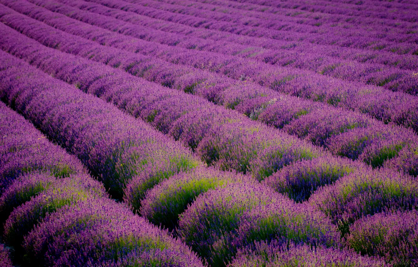 Photo wallpaper field, purple, landscape, flowers, nature, a number, lavender, Great Britain