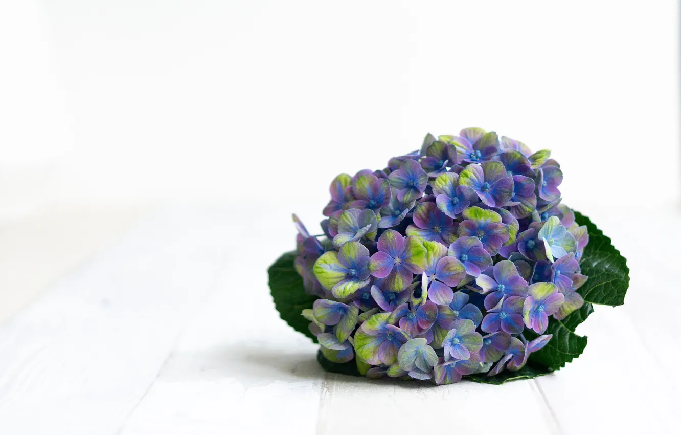 Photo wallpaper purple, flowers, blue, purple, hydrangea, bloom
