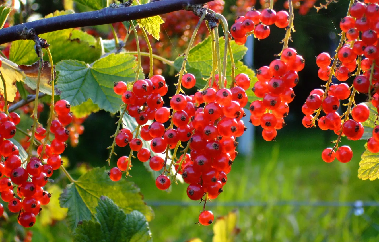 Photo wallpaper light, branches, red, berries, currants